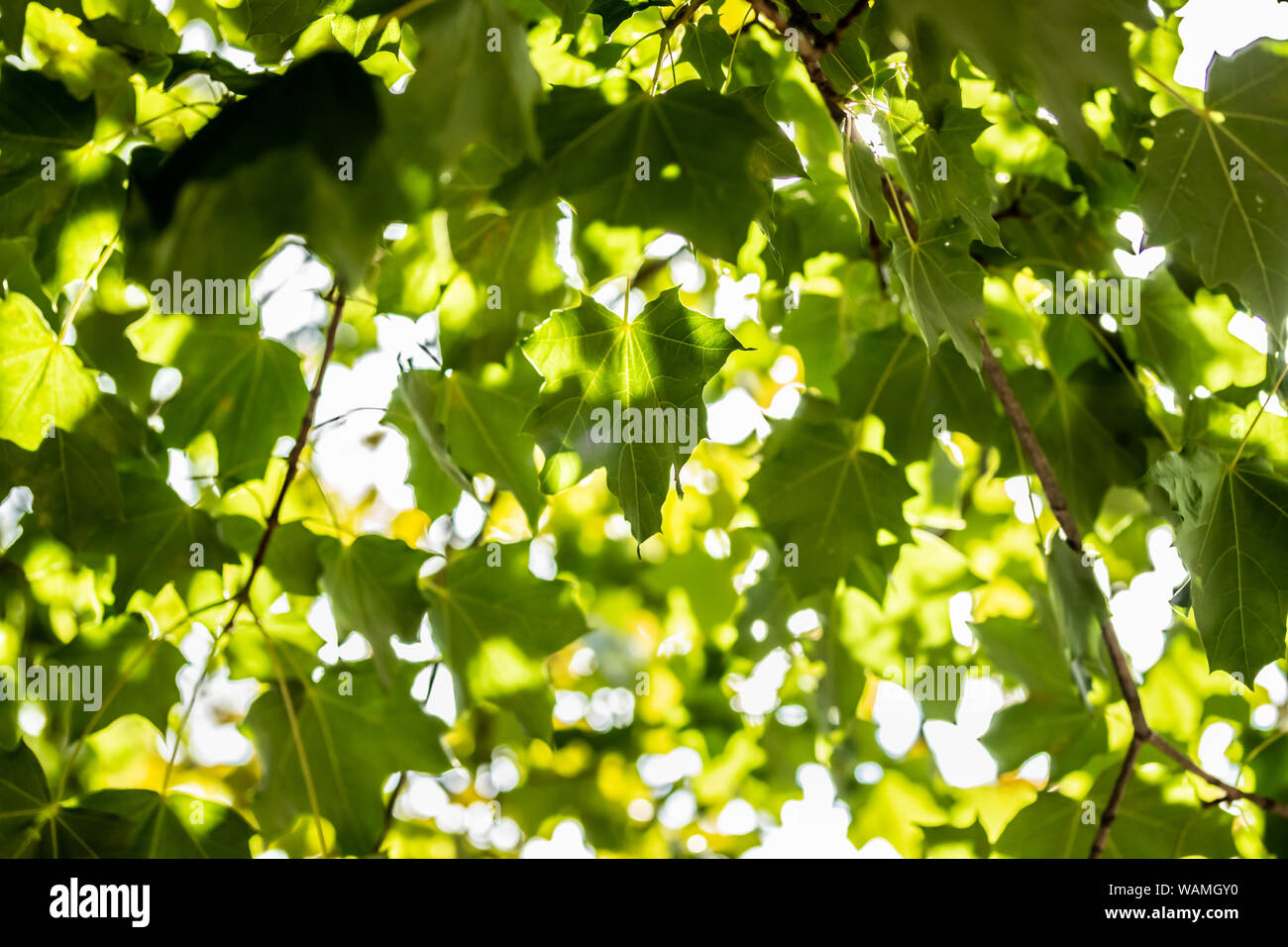 Green leaves on maple tree on sky background Stock Photo - Alamy