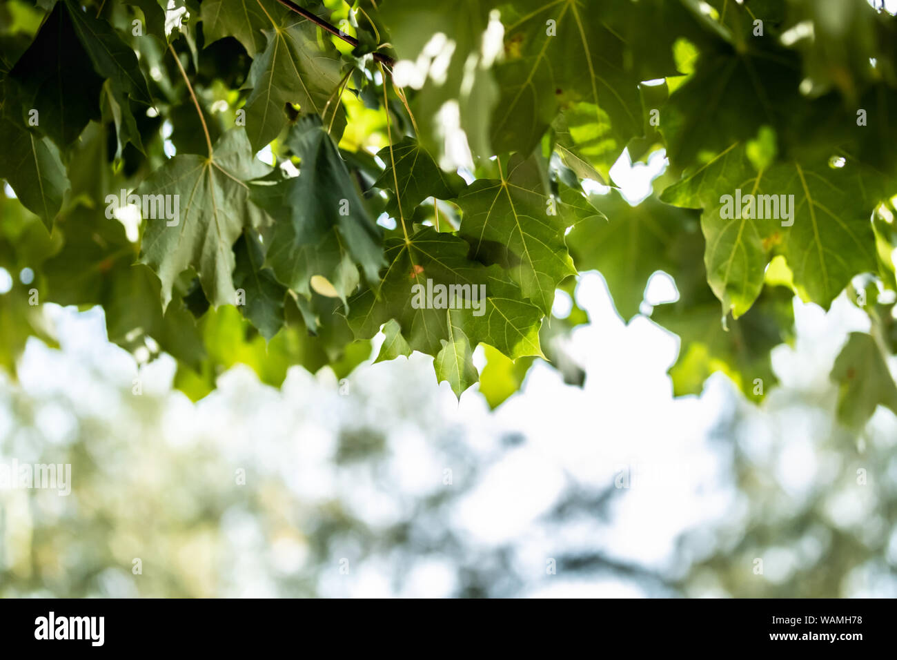 Green leaves on maple tree on sky background Stock Photo - Alamy