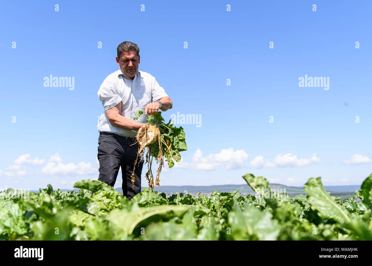 21 August 2019, Baden-Wuerttemberg, Vaihingen/Enz: Farmer Eberhard Zucker pulls a sugar beet out of the ground during the press conference of the Baden-Württemberg farmers' association on the 2019 harvest balance. After some start-up difficulties in autumn, farmers believe that arable crops have made a good start to 2019. Photo: Edith Geuppert/dpa Stock Photo