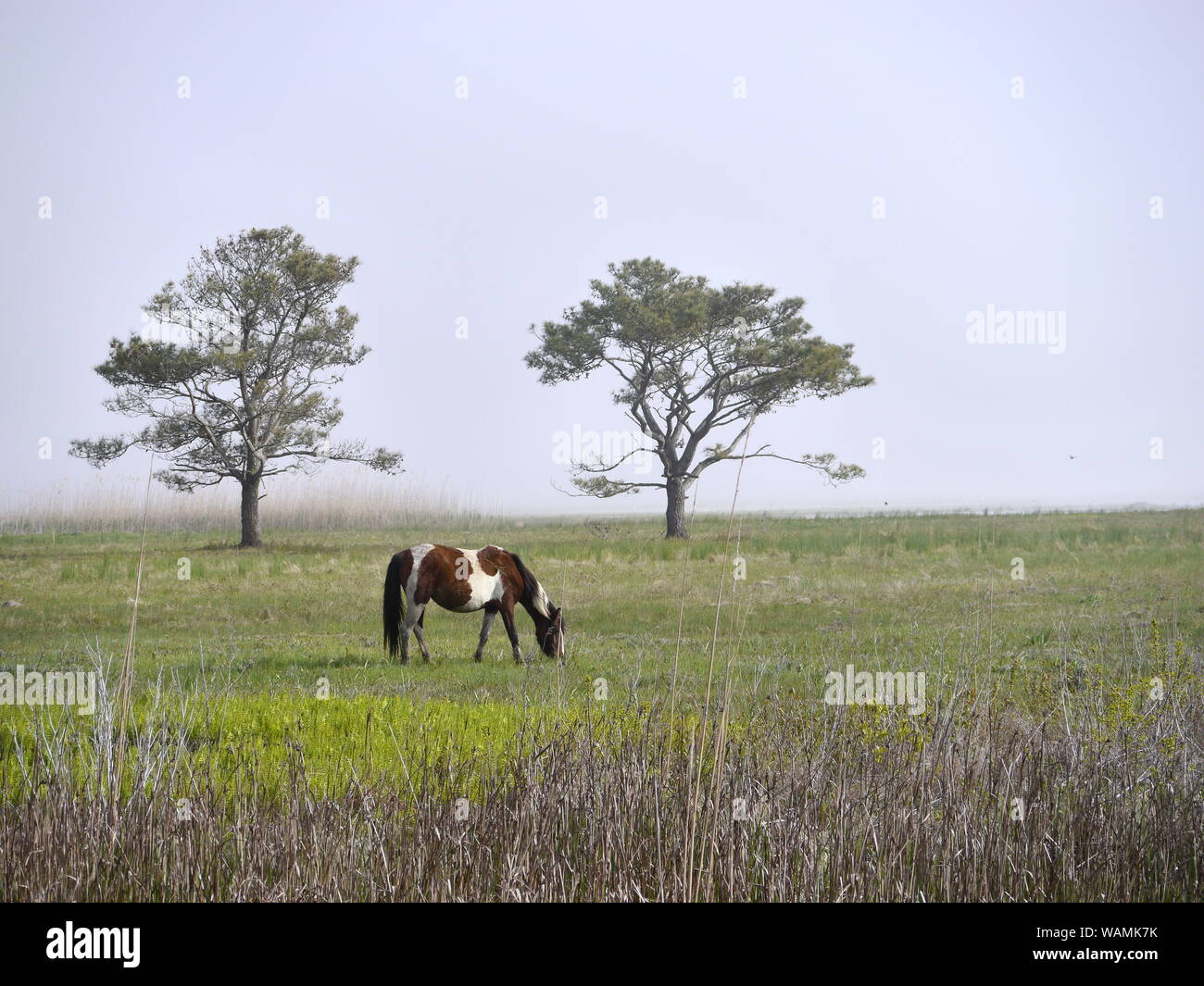 Wild Horses, Assateague National Seashore Stock Photo
