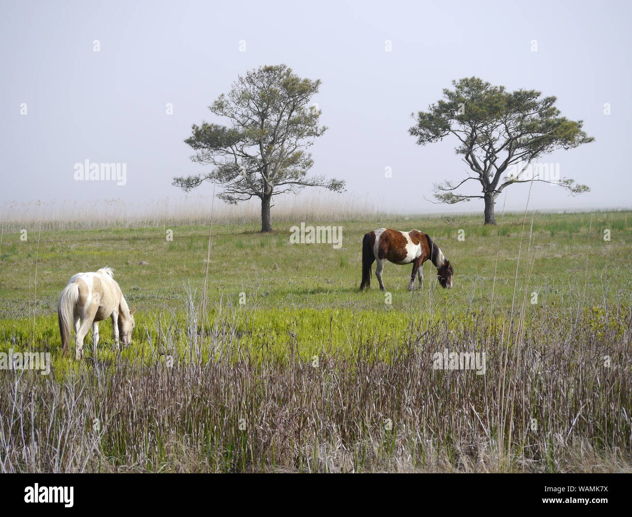 Wild Horses, Assateague National Seashore Stock Photo