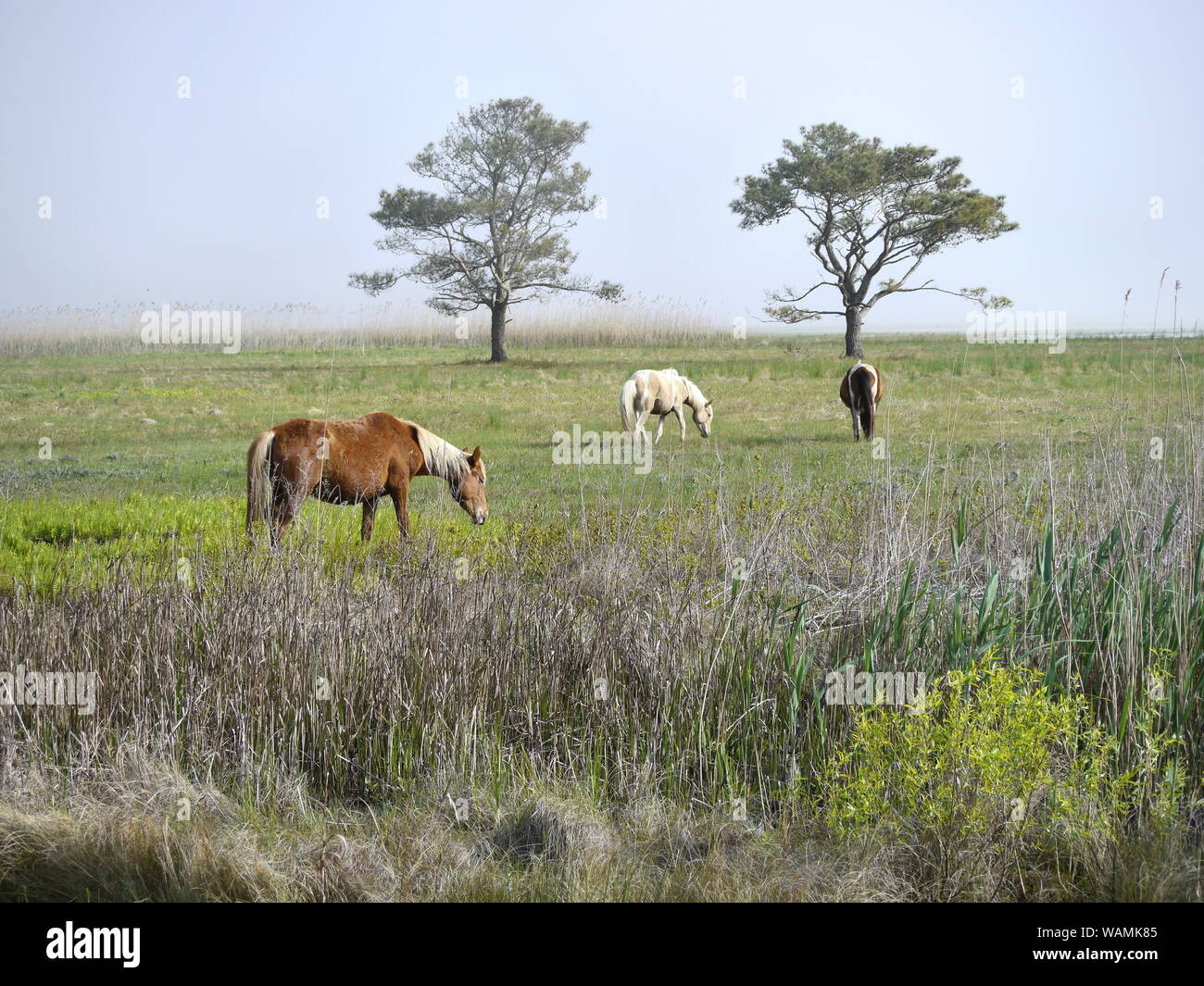 Wild Horses, Assateague National Seashore Stock Photo