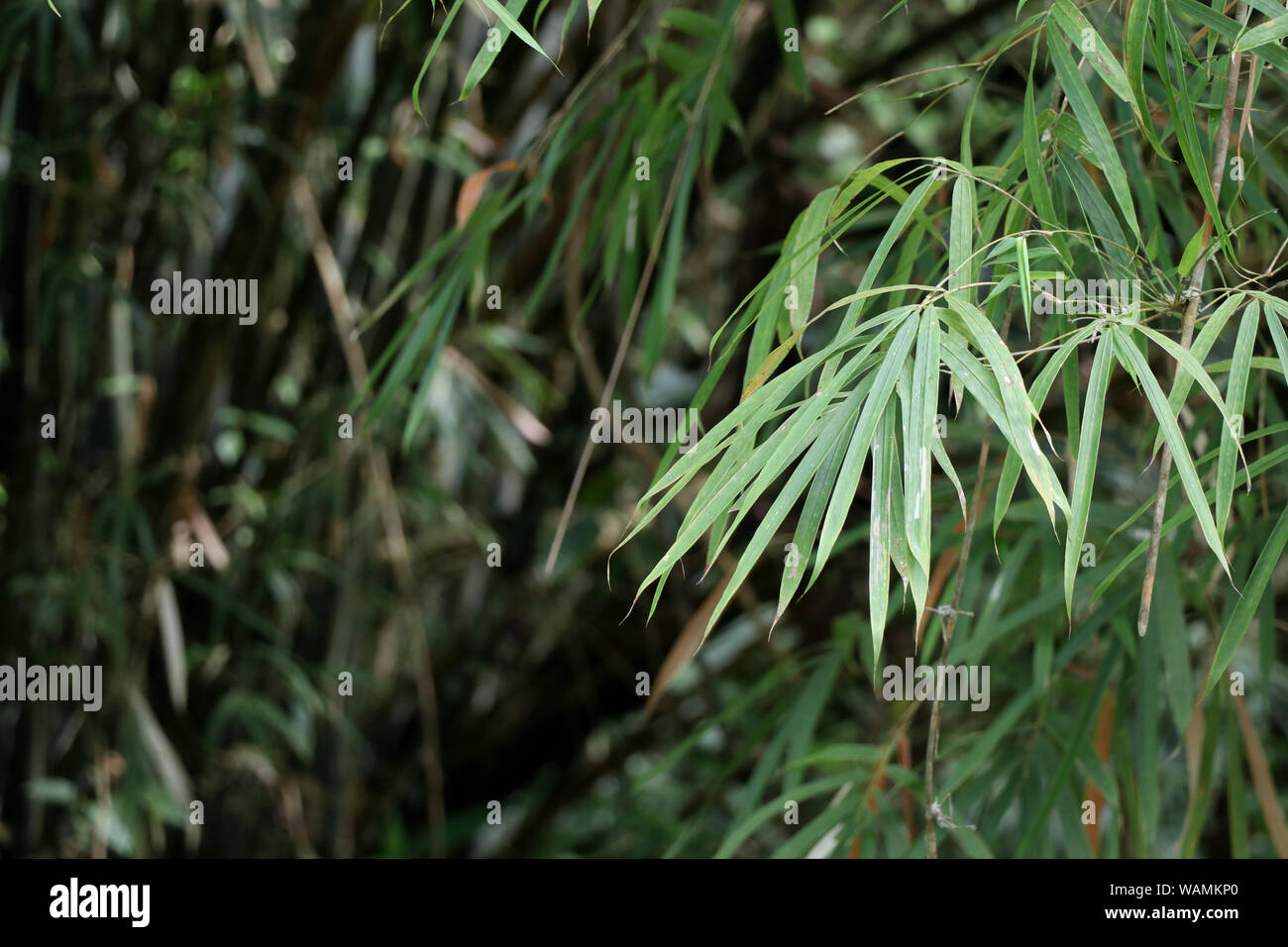 Bamboo leaves with selective focus. Stock Photo
