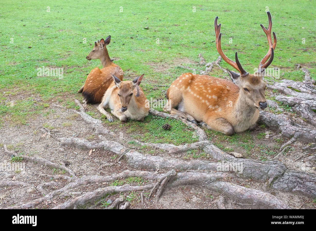 The sacred deer of Nara, Nara-Shi in Japan. The deer are sika deer (Cervus nippon) also known as the spotted deer or the Japanese deer. Stock Photo