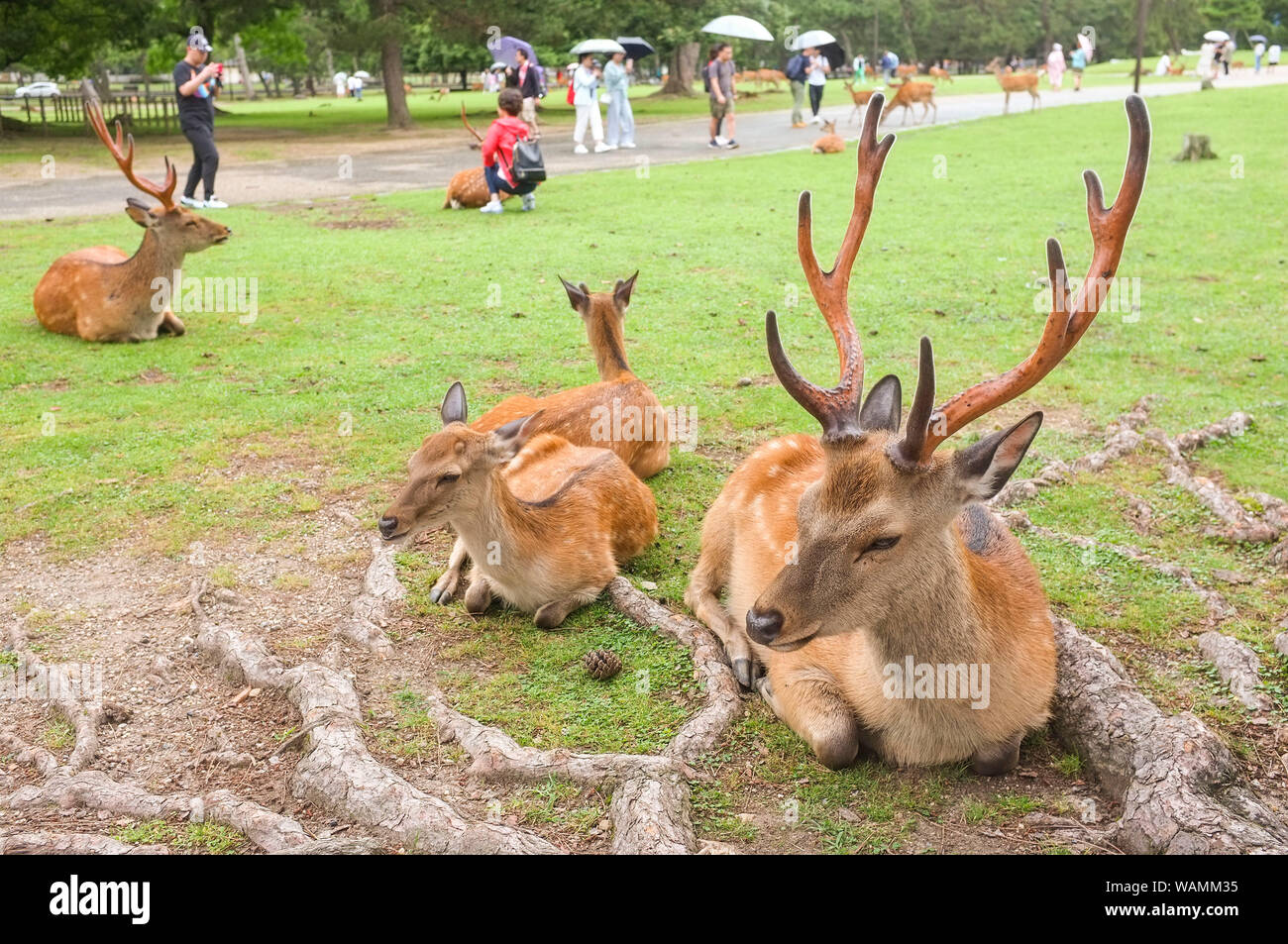 Tourists and the sacred deer of Nara, Nara-Shi in Japan. The deer are sika deer (Cervus nippon) also known as the spotted deer or the Japanese deer. Stock Photo