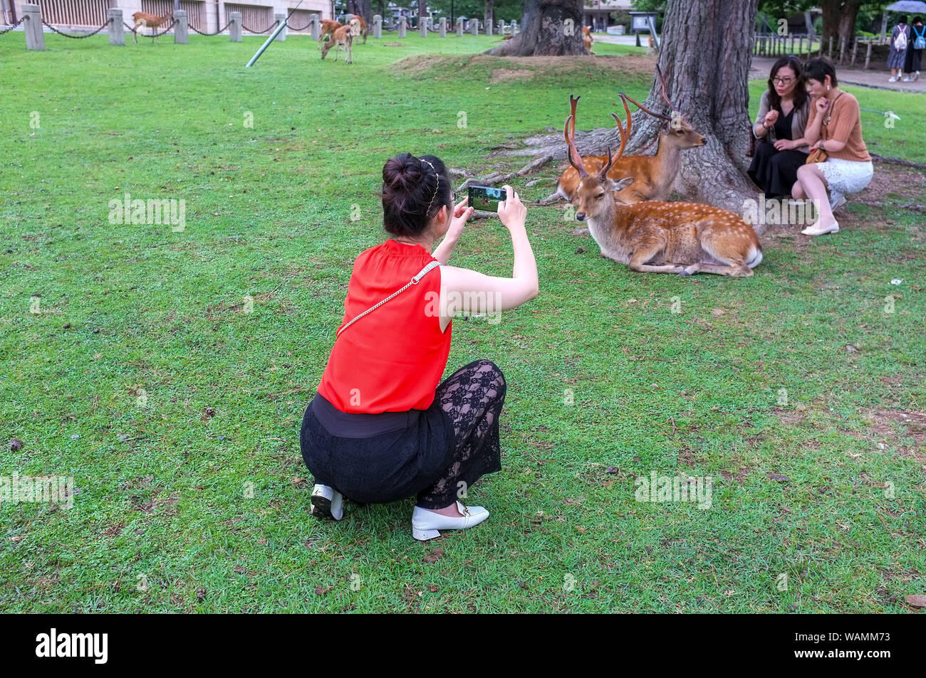 Asian tourists taking pictures of the sacred deer of Nara, in Nara Koen or Nara Park in Nara-Shi in Japan. Stock Photo