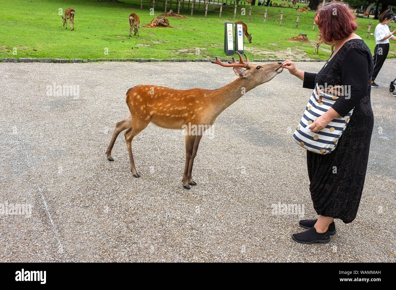 A woman  giving treat to the sacred deer of Nara, Nara-Shi in Japan. The deer are sika deer (Cervus nippon) also known as the spotted deer. Stock Photo