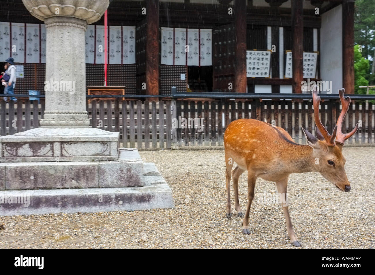 The sacred deer of Nara, Nara-Shi in Japan. The deer are sika deer ...