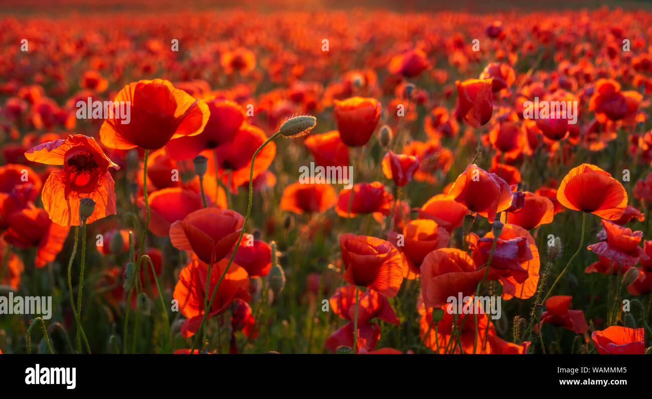 Panorama magnificent red poppies hi-res stock photography and images ...
