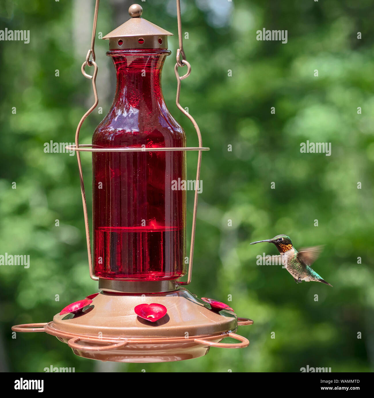Male Ruby-throated hummingbird drinking nectar from a feeder Stock Photo