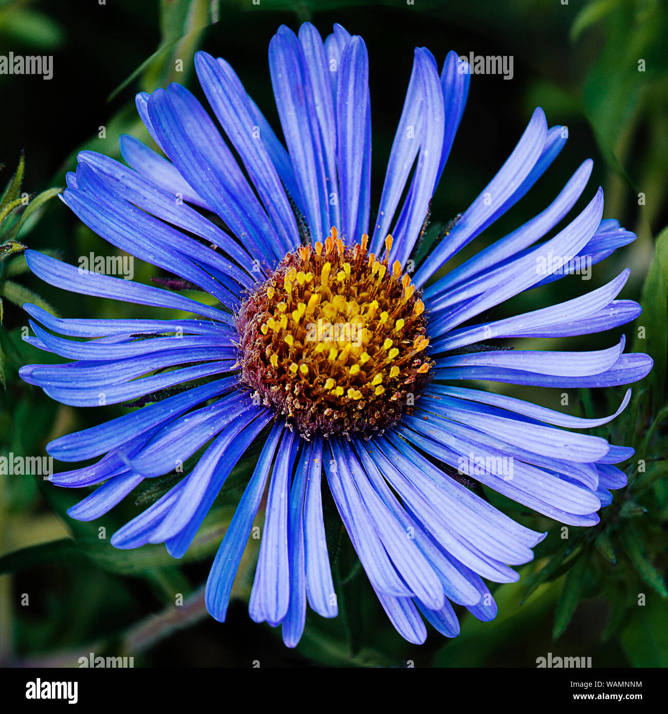 View point form directly above. Blue aster flower head on dark background. Stock Photo