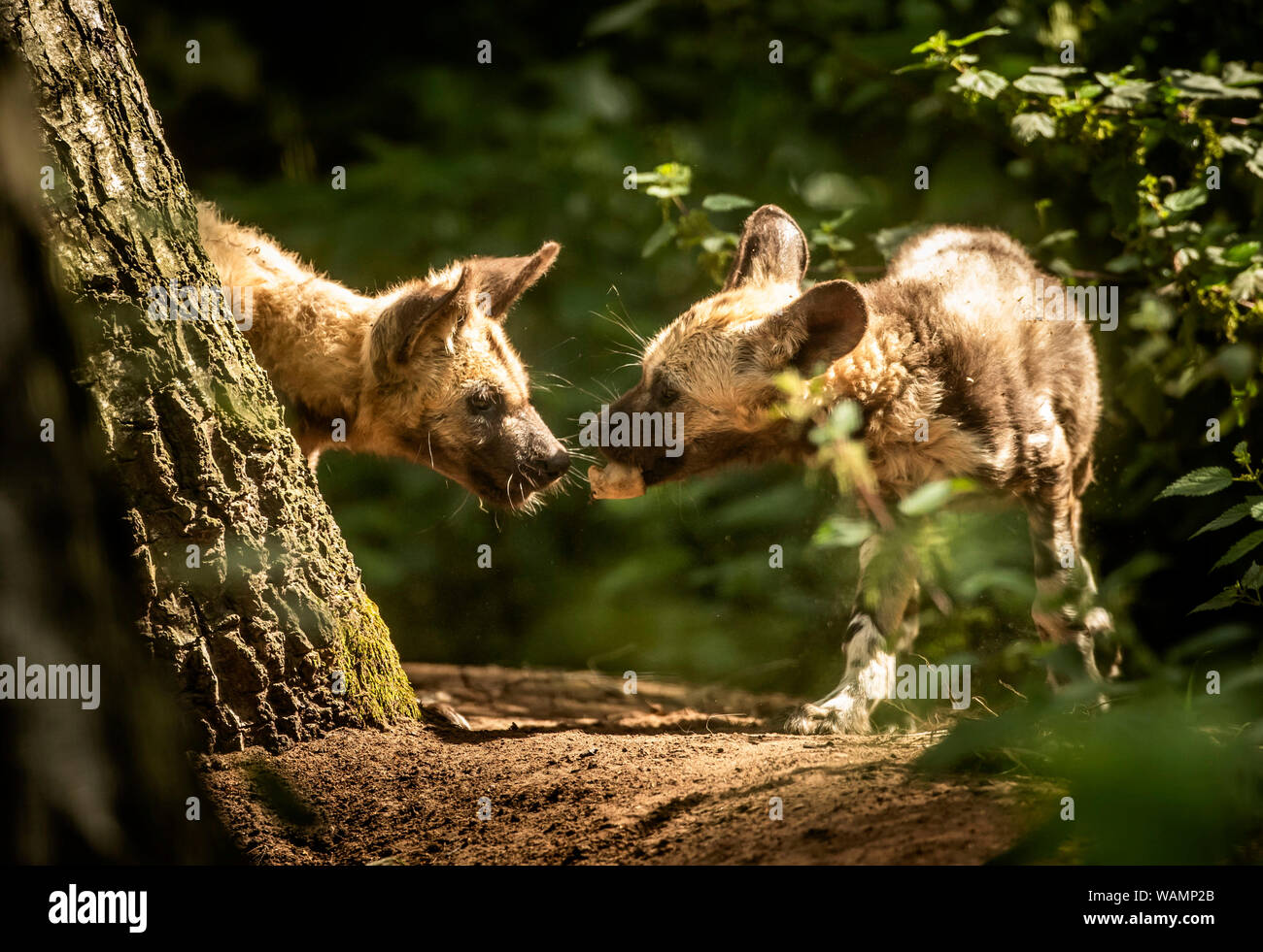 Lehana and Lembani, two Painted Dog puppies at Yorkshire Wildlife Park near Doncaster. The puppies lost their mother Thabo when they were 6 weeks old, and the rest of the pack have rallied around with father Nefari to care for them since her death. Stock Photo