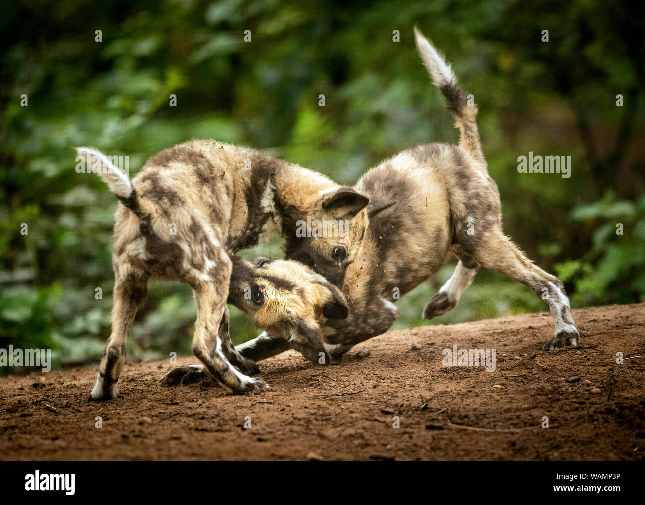 Lehana and Lembani, two Painted Dog puppies at Yorkshire Wildlife Park near Doncaster. The puppies lost their mother Thabo when they were 6 weeks old, and the rest of the pack have rallied around with father Nefari to care for them since her death. Stock Photo