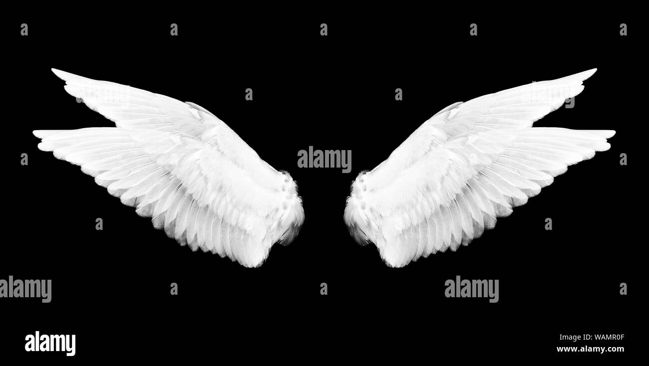 Pinion feather hires stock photography and images Alamy