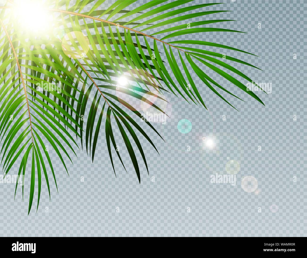 Summer Time Palm Leaf with sunbeam on Transparent Vector Background ...