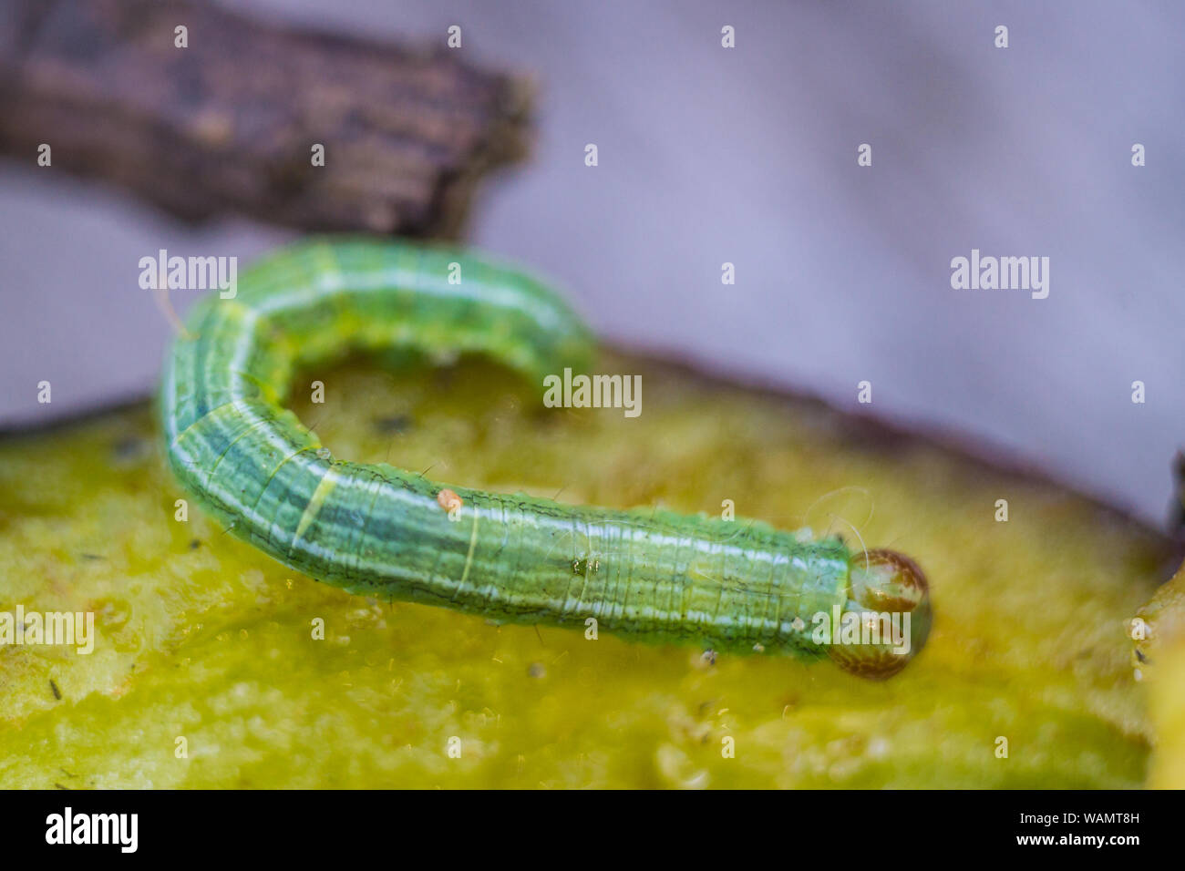 Plum moth larva hires stock photography and images Alamy
