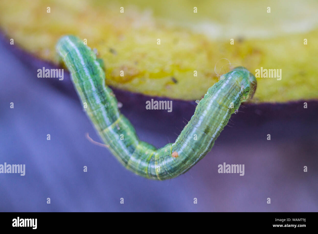 Caterpillar in summer forest eating juicy plum Stock Photo - Alamy