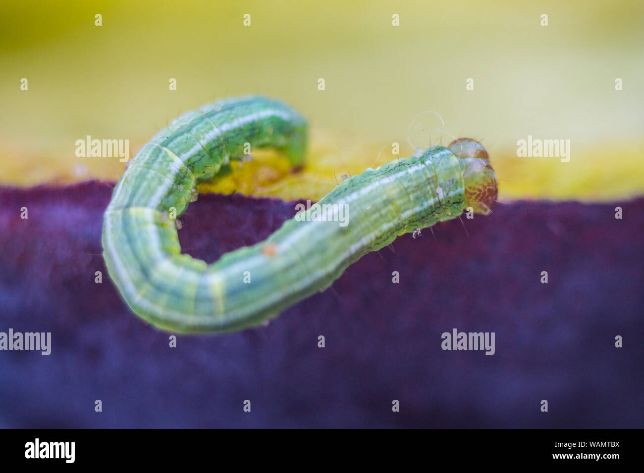 Caterpillar in summer forest eating juicy plum Stock Photo - Alamy