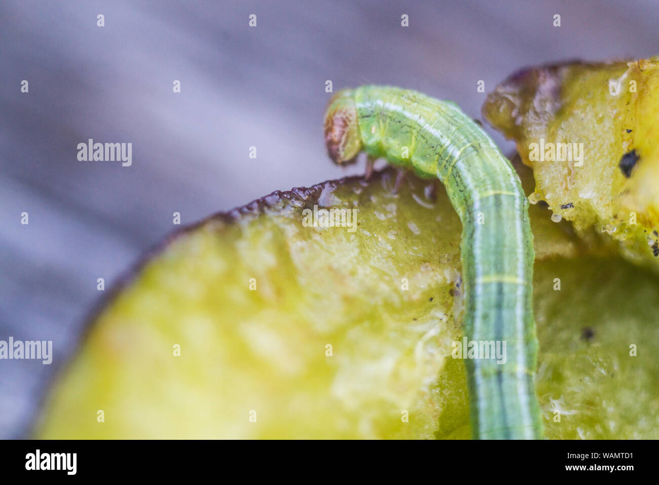 Plum Moth High Resolution Stock Photography and Images Alamy
