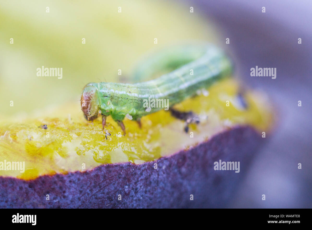 Caterpillar in summer forest eating juicy plum Stock Photo - Alamy