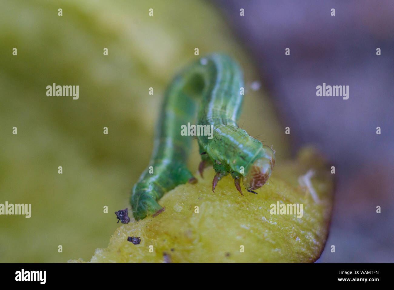 Caterpillar in summer forest eating juicy plum Stock Photo - Alamy