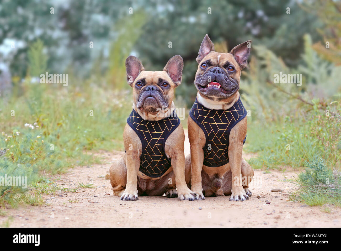 Two similar looking brown French Bulldogs sitting next to eacth other