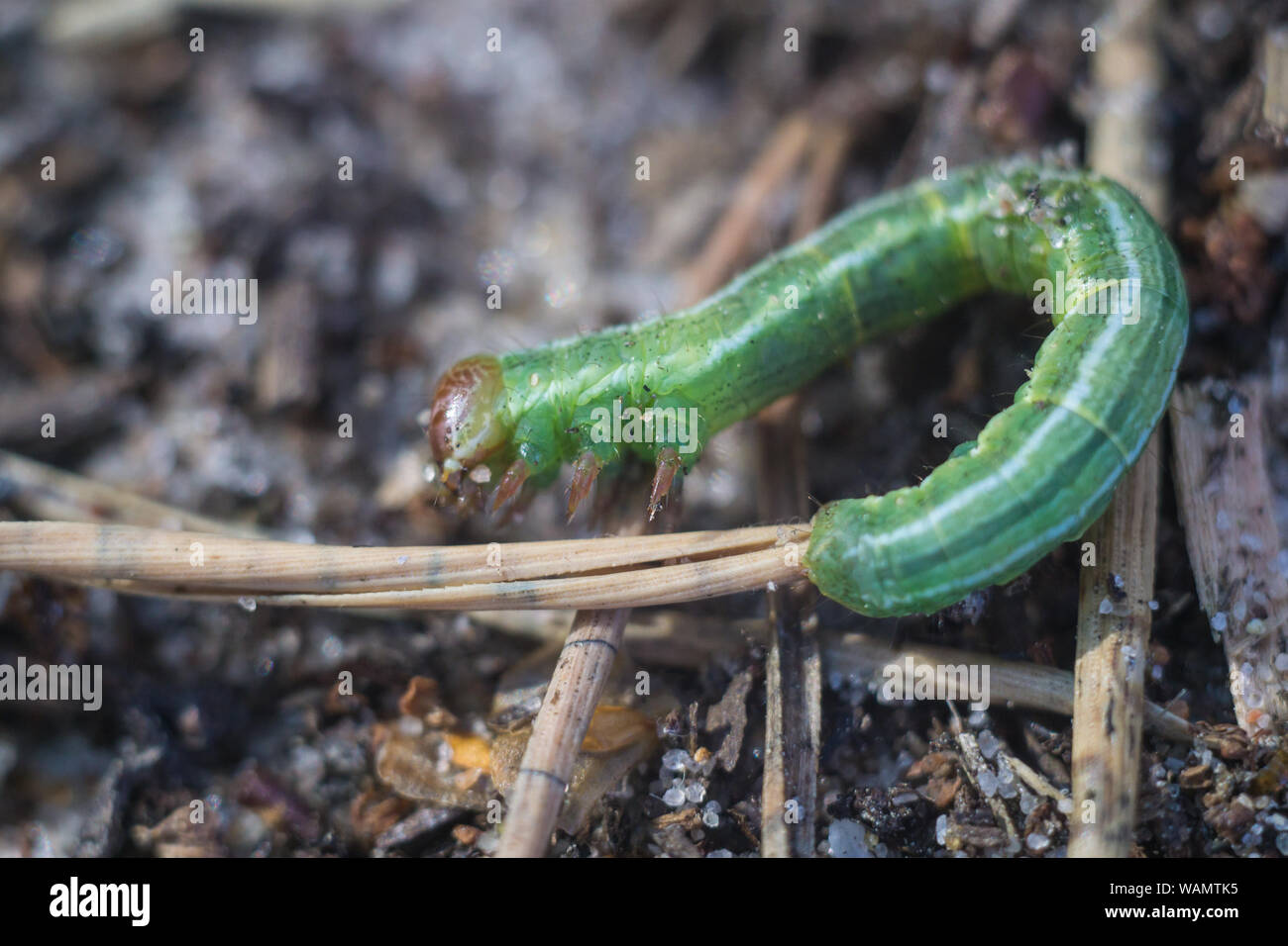 Plum leaf caterpillar hi-res stock photography and images - Alamy