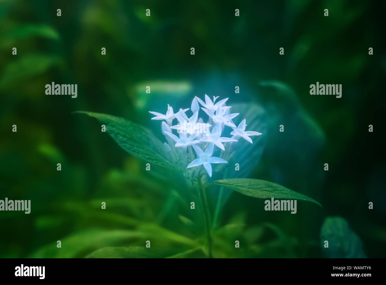green blurred misty floral background with white glowing flowers in the foreground Stock Photo