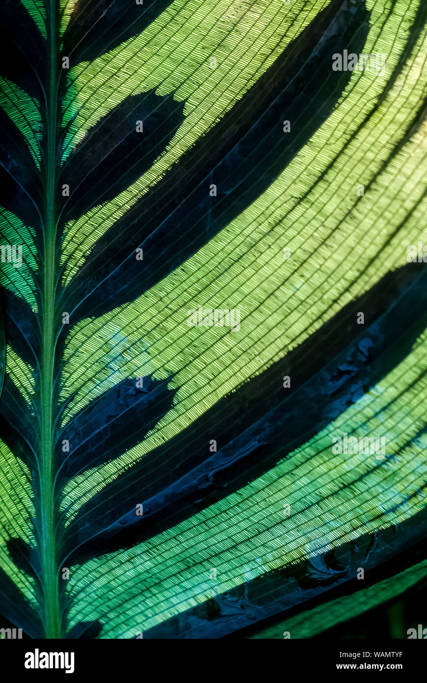 floral background - black-green mesh surface of calathea leaf Stock Photo