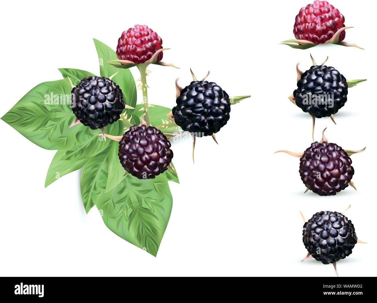 3D realistic black raspberry isolated on white background. Collection ...