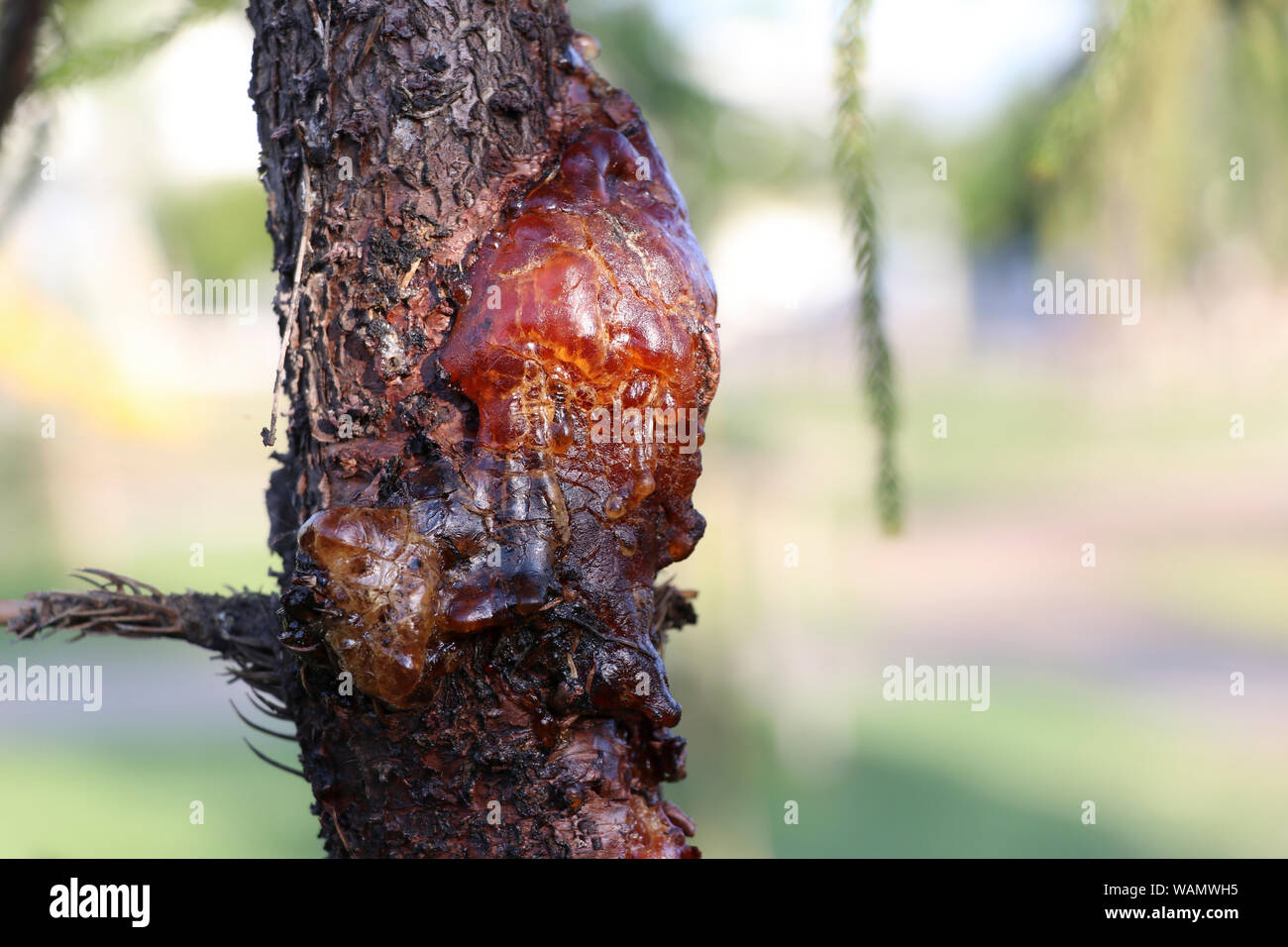 The resin of pine trees flows from the wound on the side of the trunk. The amber liquid that flows from the pine tree. Stock Photo