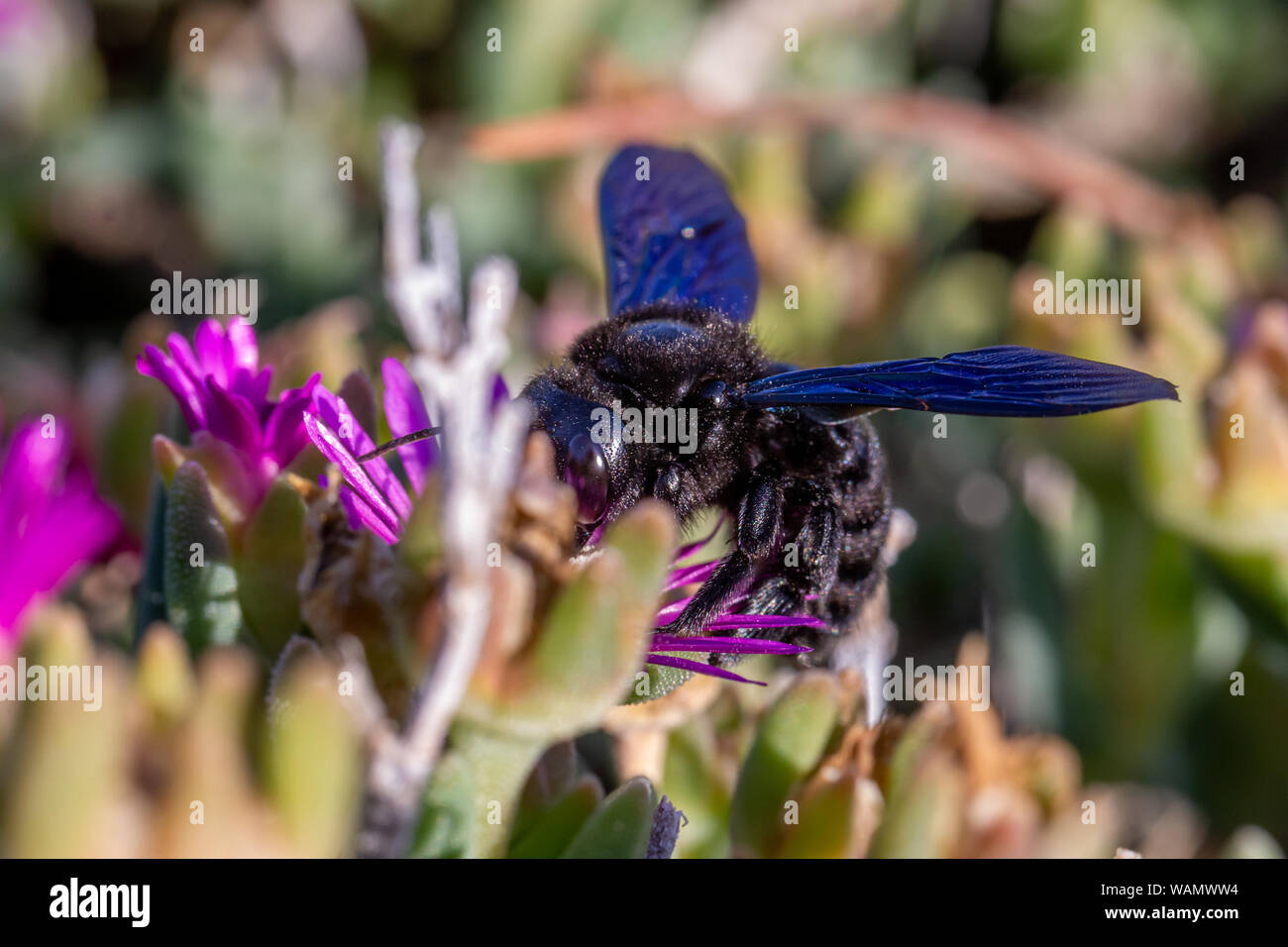 Violet Carpenter bee (Xylocopa violacea) feeding on nectar from the pink flowers of Carpobrotus succulent plants in Tuscany, Italy Stock Photo
