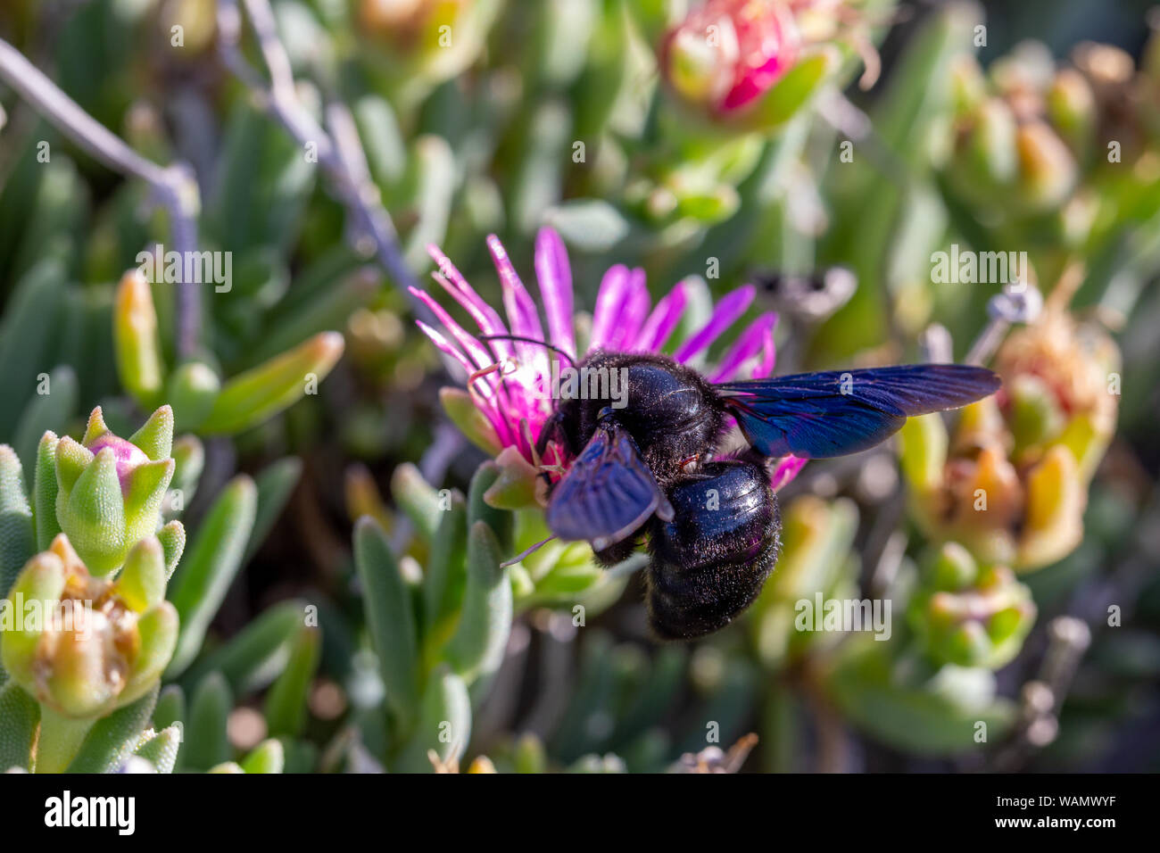 Violet Carpenter bee (Xylocopa violacea) feeding on nectar from the pink flowers of Carpobrotus succulent plants in Tuscany, Italy Stock Photo