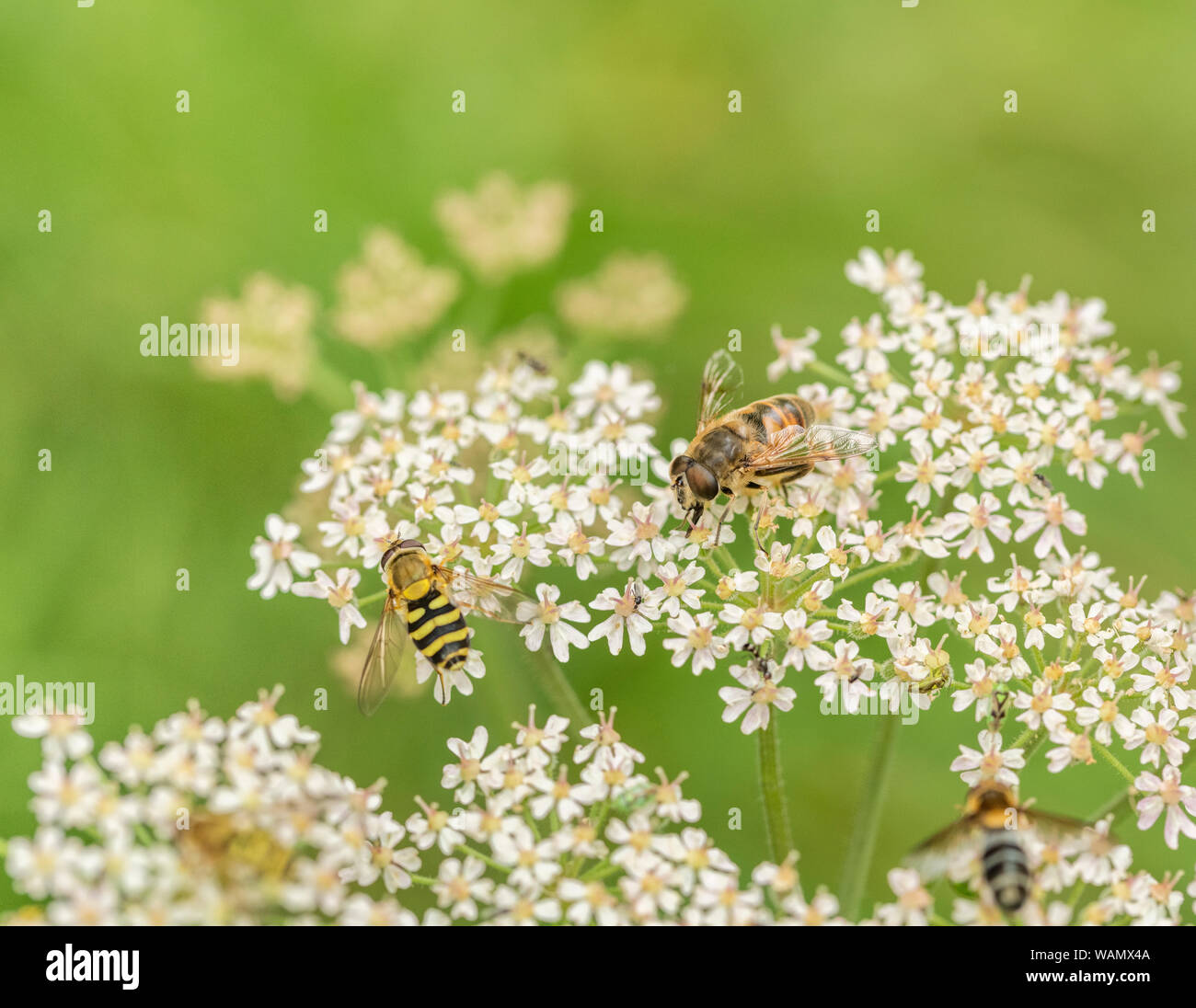 Bee-like and hoverfly-like insects foraging feeding on Hogweed / Heracleum sphondylium flowers. Insects UK. Cow parsley family. Stock Photo