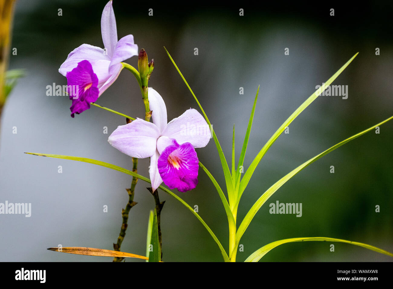 Bamboo Orchid (Arundina graminifolia) Stock Photo