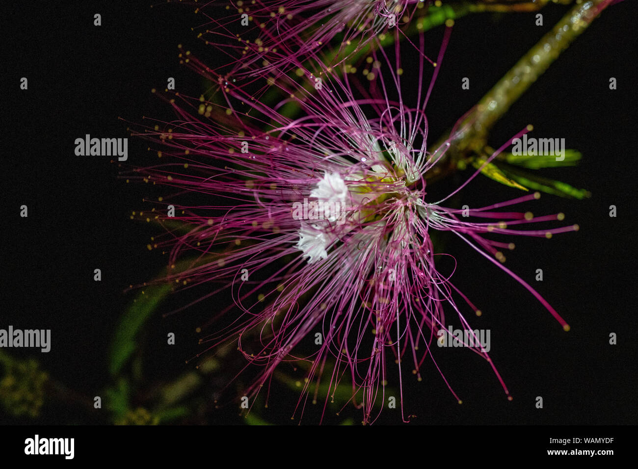 Costa Rica mimosa (Albizia julibrissin)  flowers on tree Stock Photo