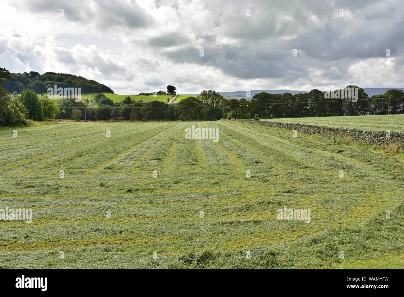 Cut Grass for hay in rows Stock Photo Alamy