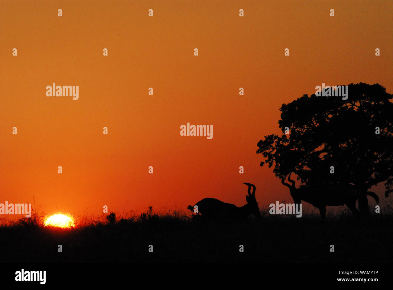 A sunrise safari captures male Hartebeest antelopes challenging each other for mating rights in South Africa. Stock Photo