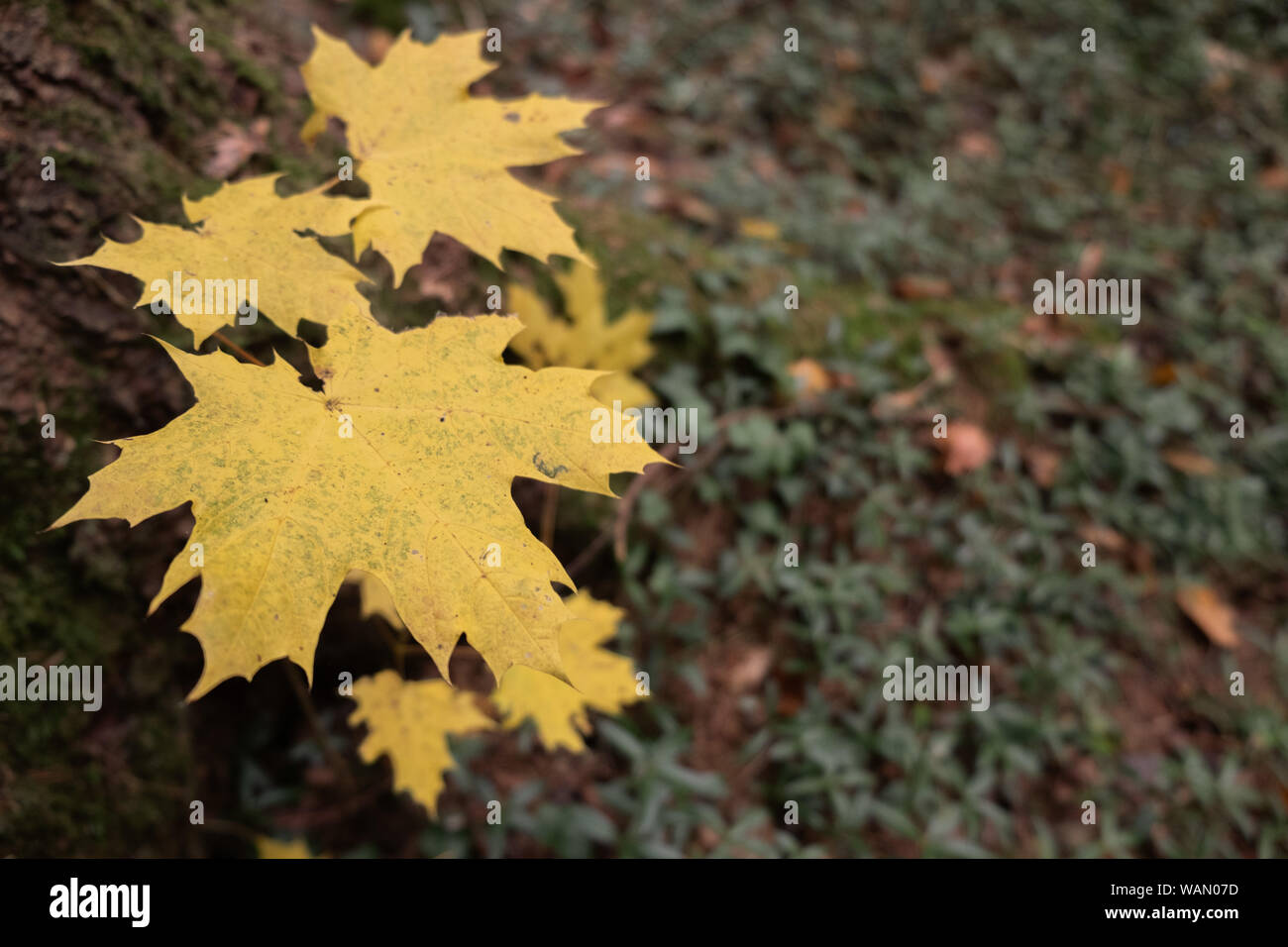 Yellow maple leaves on forest background Stock Photo - Alamy