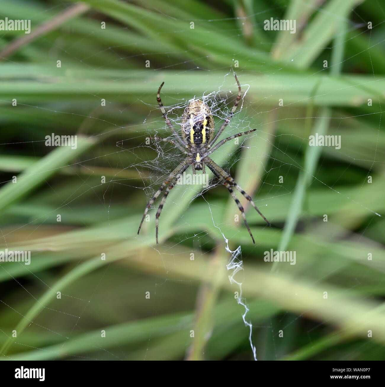 Big female wasp spider sits on its web waiting for victime to eat, close-up, macro. Stock Photo