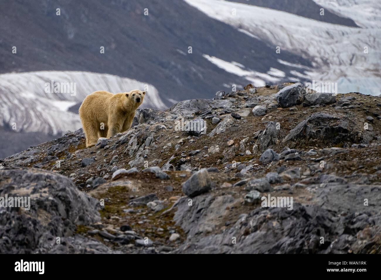 polar bear (Ursus maritimus) walking on land, summer in Spitsbergen, Svalbard Stock Photo Alamy