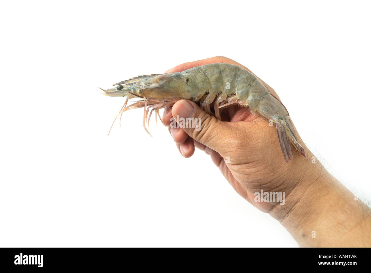 The hands of men are holding fresh raw pacific white shrimp on white background. Stock Photo