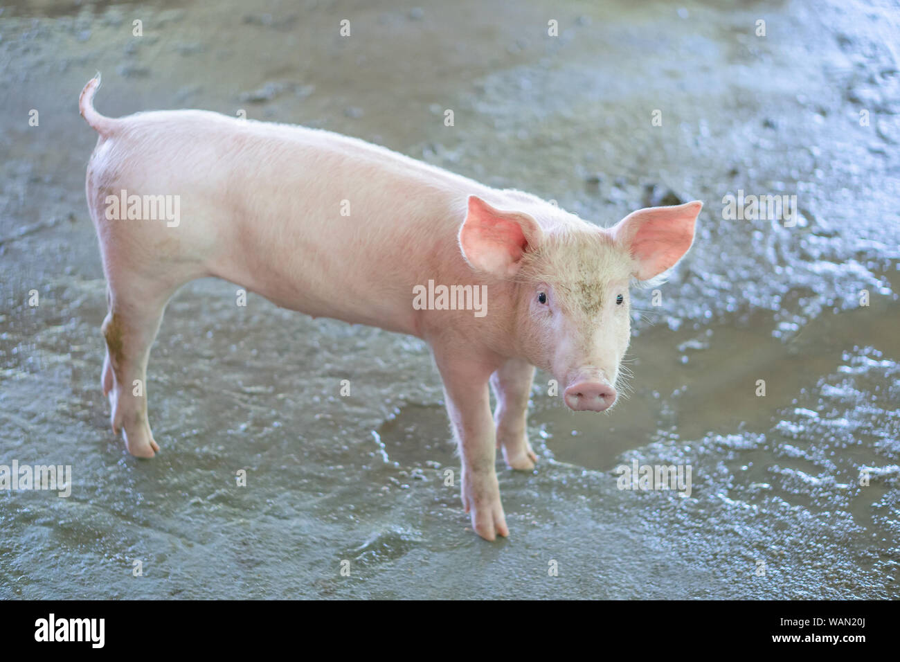 2 month year old piggy that looks healthy in a local ASEAN pig farm