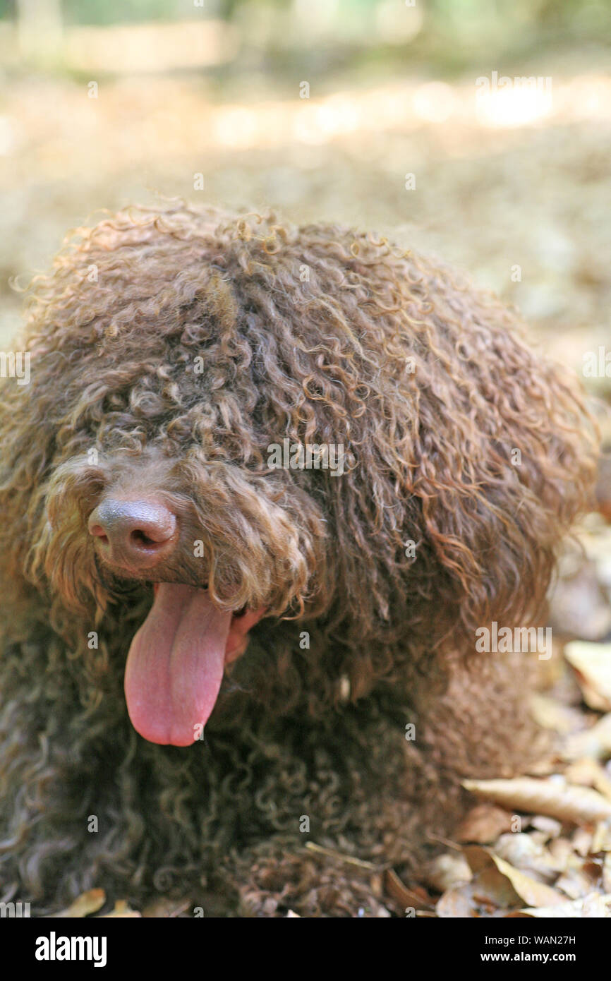 Dog with long hair rebel portrait high quality lagotto romagnolo rasta ...