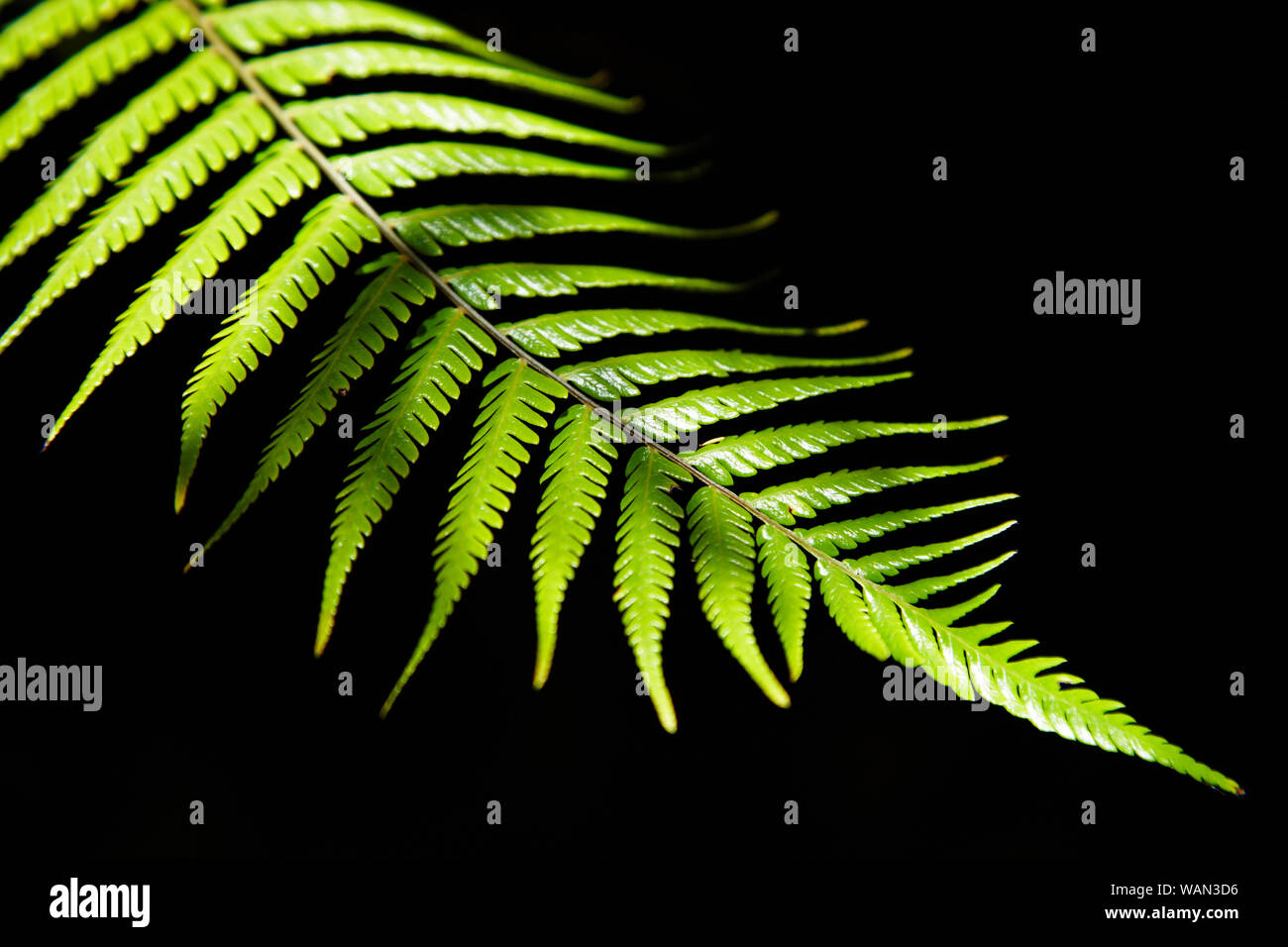 Green fern leaf close up Stock Photo