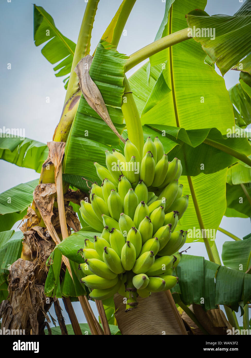 Banana tree with Bananas raw green ,Big leave in nature Stock Photo