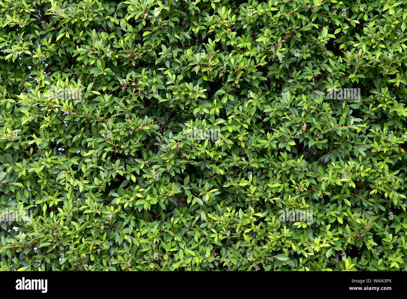 Green tree wall background. Green leaf background. Stock Photo