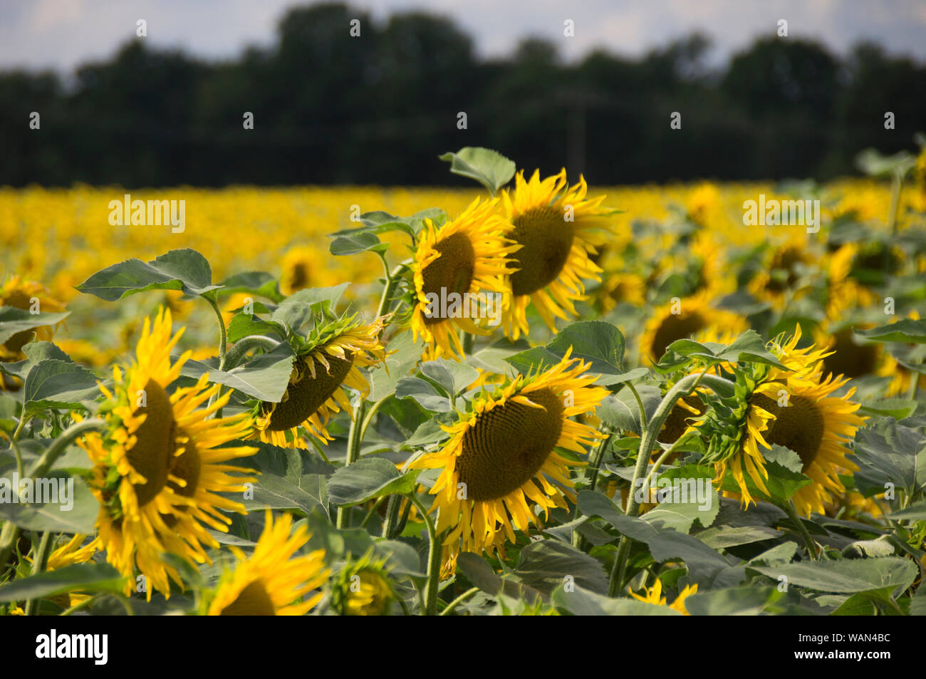 Sonnenblumen Stock Photo