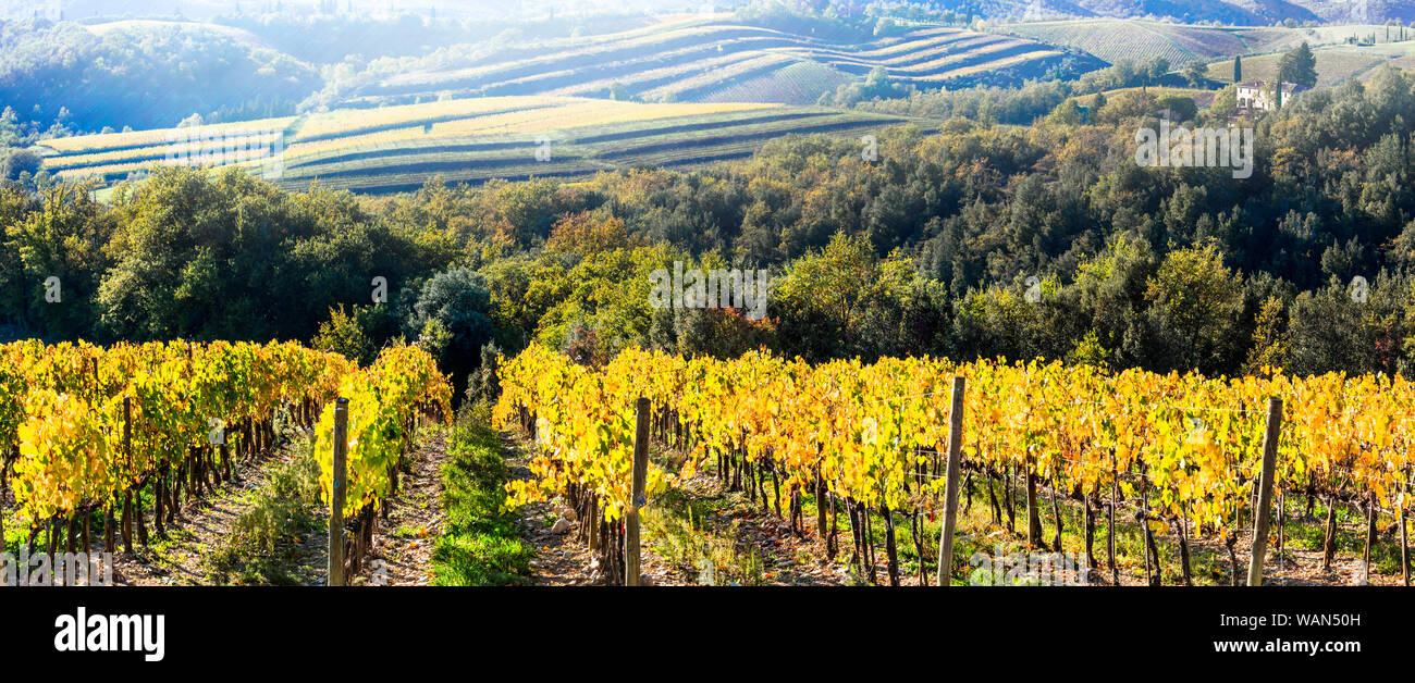 Colorful vineyards in Tuscany region ,Italy. Stock Photo