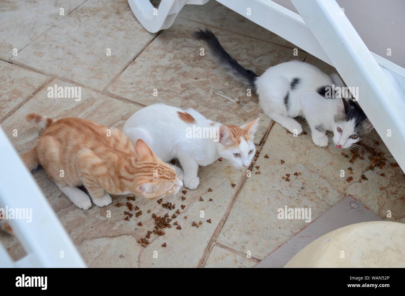 a group of feral kittens eating cat biscuits near sun loungers at